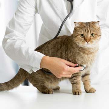 Jobs in Turnpike Veterinary Clinic - reviews